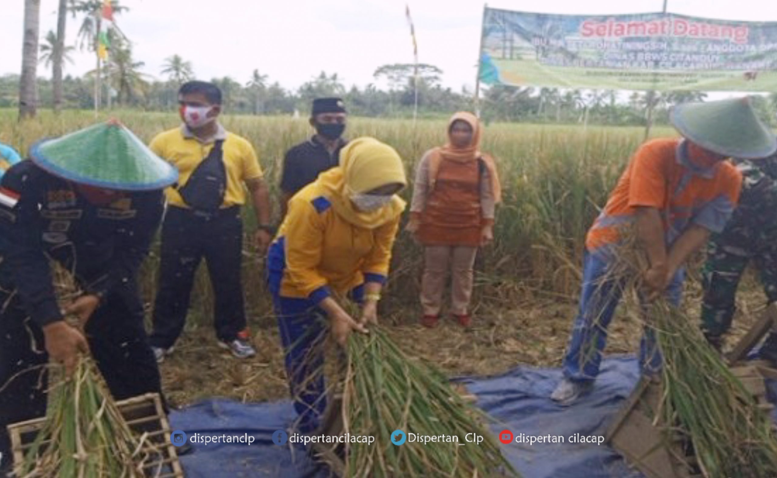 Panen Raya, Petani Tarisi akhiri 33 Tahun Tidak Panen | Dinas Pertanian Kabupaten Cilacap